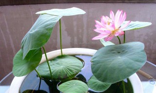 睡莲水培方法（睡莲水培方法图解）