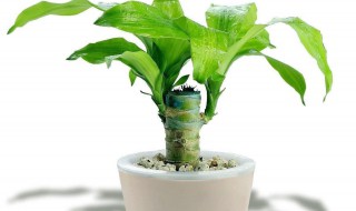 巴西木水培方法 巴西木水培方法视频