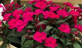 阳台种凤仙花的方法 凤仙花怎么种?(在盆里种