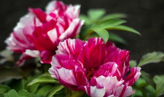 种牡丹花几年开花 牡丹花能生长多少年