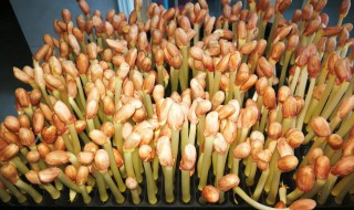 水培花生芽的制作方法（花生芽的水培植方法）