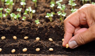 阳台种什么菜合适（阳台上适合种什么菜）