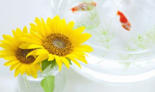 阳台种向日葵的方法（阳台养向日葵）