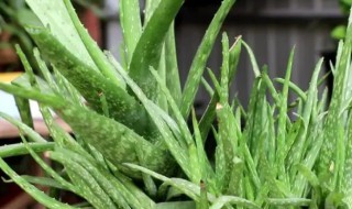 水培芦荟的两个方法（芦荟水培方法和注意事项）