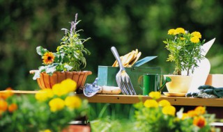 阳台最适合种什么植物 家庭阳台最好种什么植物
