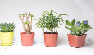 阳台种什么花对风水好 阳台养什么花和植物风水好