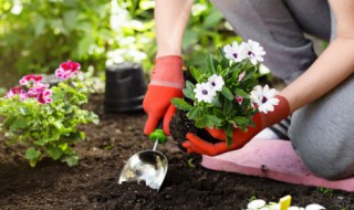 阳台可以种什么花 阳台可以种什么花风水好