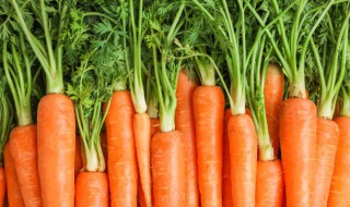 阳台怎么种胡萝卜（阳台种萝卜的方法）