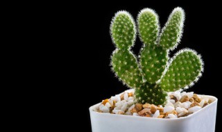 露天阳台适合种什么花最好 适合露天阳台的比较好养活的花