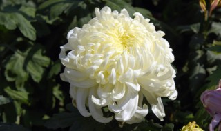 西阳台适合种什么花 西阳台适合种什么植物