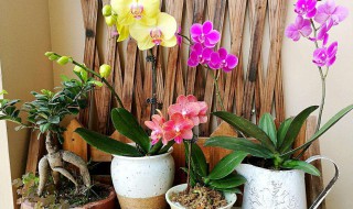 什么花籽适合阳台种（什么花适合种阳台上）