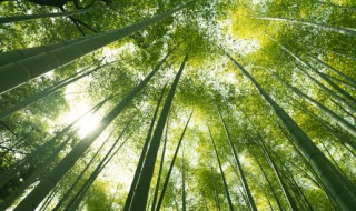 阳台种竹子好吗(阳台外面种竹子好不好)