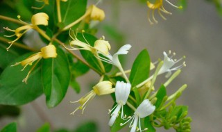 阳台种金银花怎么修剪（金银花盆栽怎么修剪）