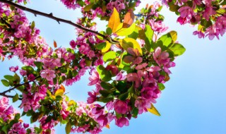 露天阳台种什么花好活 露天阳台种什么花好养