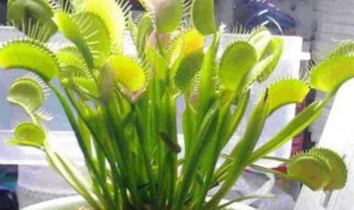 有没有驱蚊的植物 有驱蚊子的植物吗