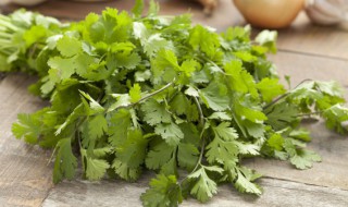 阳台种香菜怎么种植 在家阳台怎么种植香菜