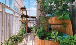 北露天阳台能种什么 北露台适合种什么