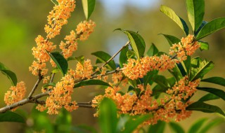 桂花可以种在阳台吗(桂花可以种在阳台上吗)