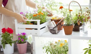 夏天阳台种什么花 夏天阳台种什么花 散射光