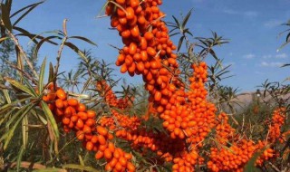 沙棘树怎么种（沙棘树怎么种植）