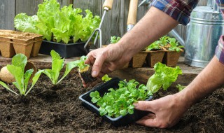 北京适合阳台种的蔬菜 北阳台适合种菜吗