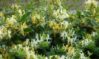 阳台种金银花好吗（阳台种金银花好不好）