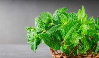 民间天然驱蚊植物大全 农村常见的驱蚊植物