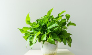 属马家里放什么植物 属马的家里放什么植物