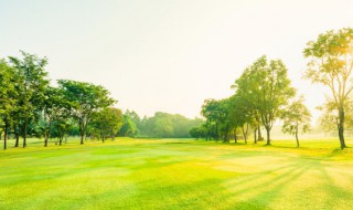 如何种好岩桑 岩桑盆景图片