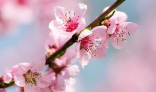 阳台种桃花还是桃树（桃树种在阳台上吉利吗）