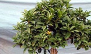家里阳台能种桂花树吗 家里阳台可以种桂花树吗