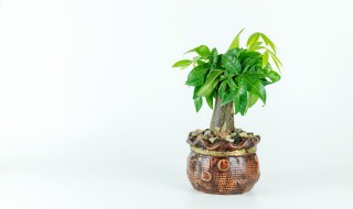 阳台上适合种什么树（适合在阳台上种的树）