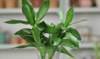 富贵竹买回来怎么养 富贵竹买回来怎么养生根快