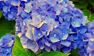 北阳台盆栽适合种什么花 适合北阳台的盆栽