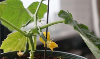 阳台种黄瓜施肥吗（在家种黄瓜用什么肥）
