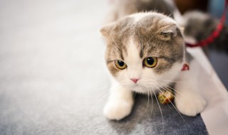 猫咪要怎么养（新手养猫咪要怎么养）