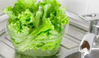 阳台种生菜能吃一年吗 如何在阳台种植蔬菜一年有蔬菜吃