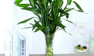 室外阳台种什么植物 室外阳台种什么植物好