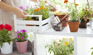 阳台种什么植物 阳台种什么植物风水好又旺财