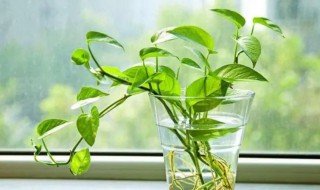 绿萝水培养殖方法(绿萝水培养殖方法和注意事项)