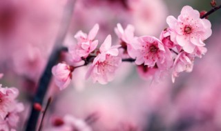 腊梅是否能种在阳台（腊梅可以种在室内吗）