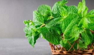 哪些植物可以驱蚊 哪些植物可以驱蚊子