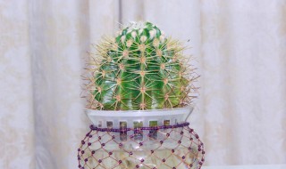 仙人球水培方法（仙人球怎样水培）