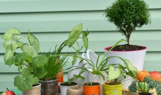 夏天阳台种耐高温植物（阳台种什么植物耐高温）