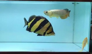虎鱼怎么养要放氧气吗 养水虎鱼需要打氧气吗