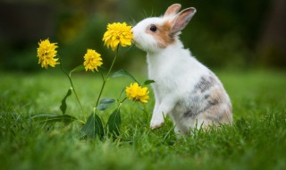 兔子要怎么养才养的活 兔子怎么养才活得久