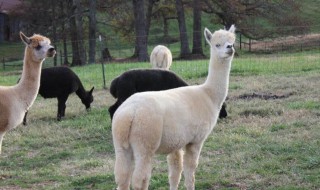 羊驼要怎么样养（家养羊驼怎么养）