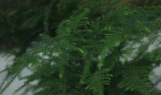 文竹要怎么养（文竹怎么养才能更旺盛）