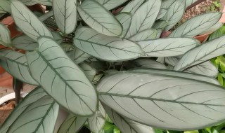 室内要怎么养好银羽竹芋 银羽竹芋怎样养