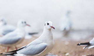 鸽子要怎么养才好（鸽子养殖方法）